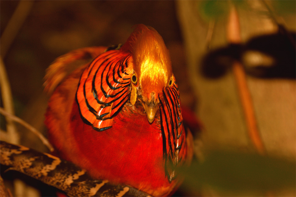 Ein farbenprächtiger Goldfasan (Chrysolophus pictus).