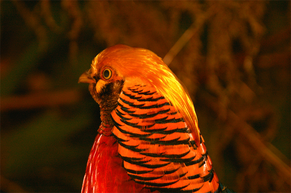 Was die Natur nicht alles hervorbringt. Goldfasan (Chrysolophus pictus)!