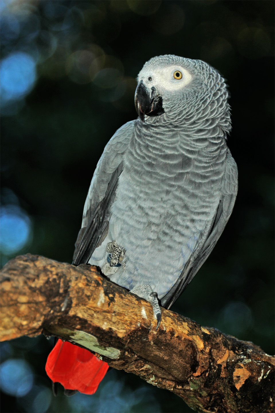 Graupapagei (Psittacus erithacus)!