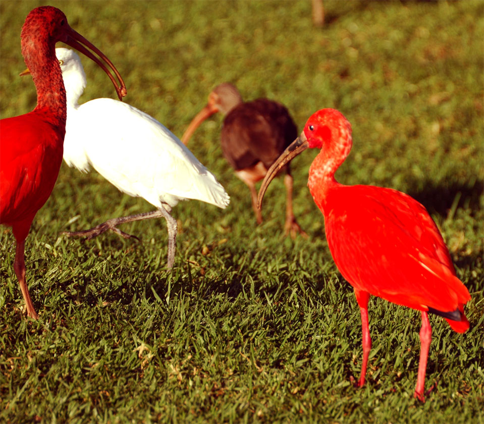 The Scarlet Ibis (Eudocimus ruber).