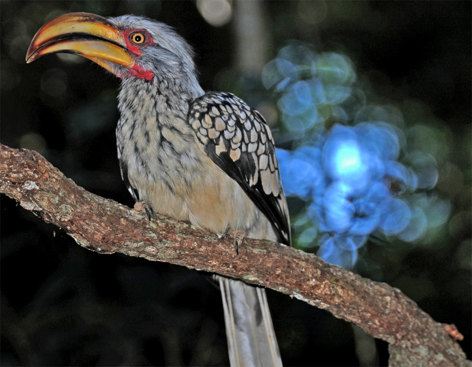 The Southern Yellow-billed Hornbill (Tockus leucomelas).