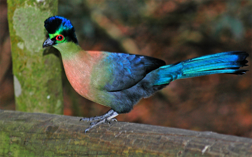 A Knysna Turaco (Tauraco corythaix).