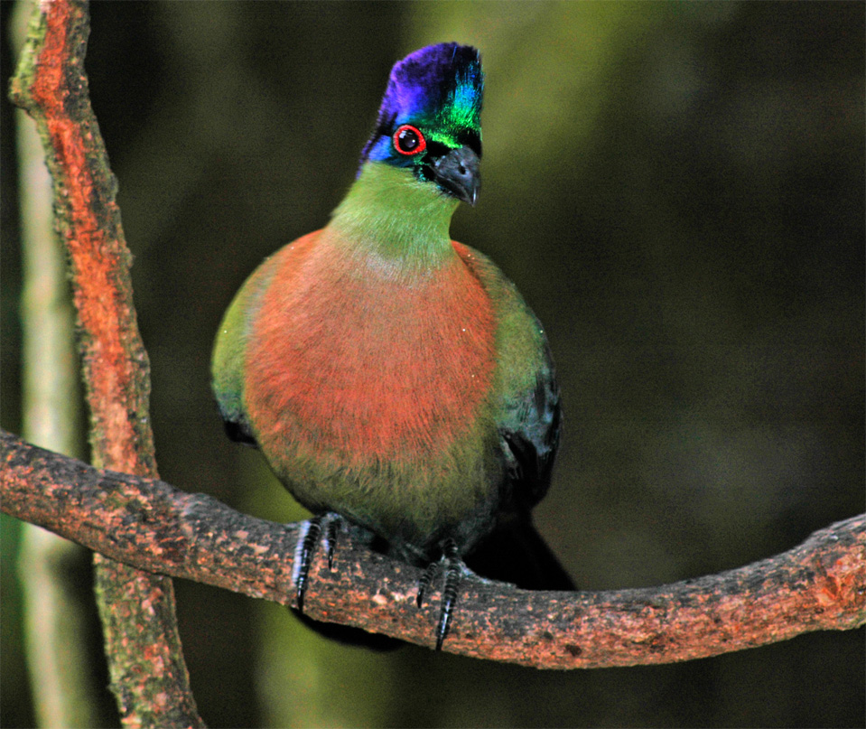 A Knysna Turaco (Tauraco corythaix).