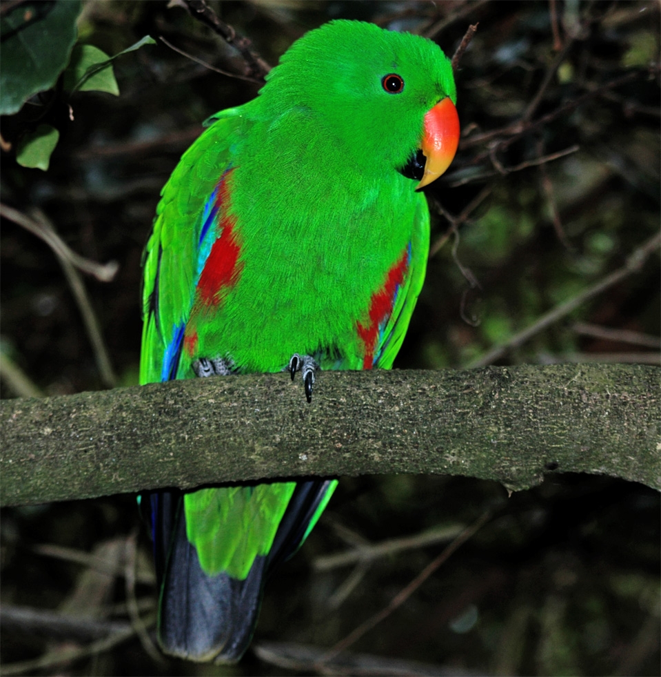 A Rose-ringed Parakeet (Psittacula krameri).