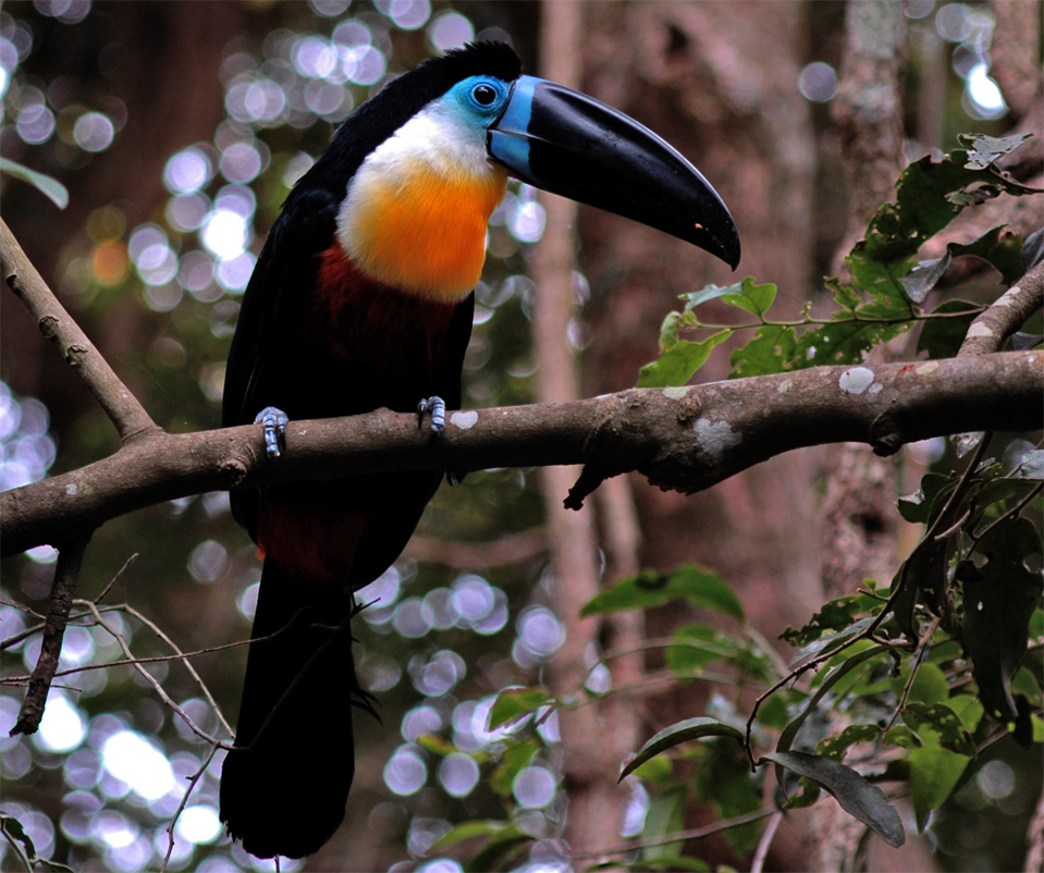 Ein wunderschöner, farbenprächtiger Tukan (Ramphastidae).