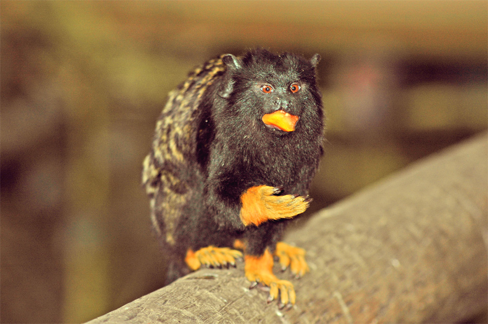 Yes, we also live in Birds of Eden. Golden-Handed Tamarin (Saguinus midas).