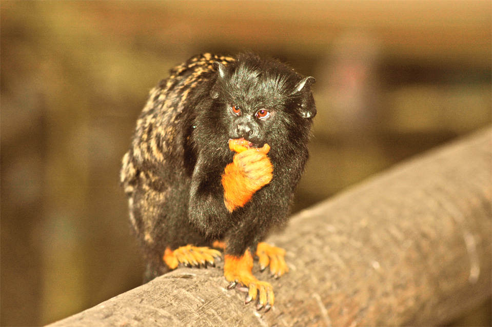 Rothandtamarin (Saguinus midas).