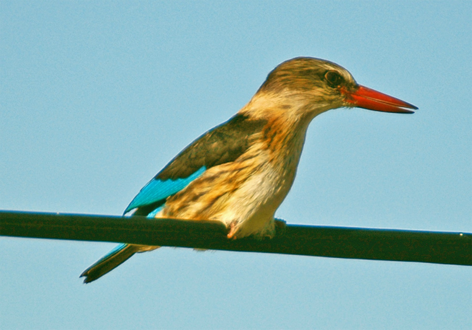 Now and again a kingfisher pay us a visit in our garden.