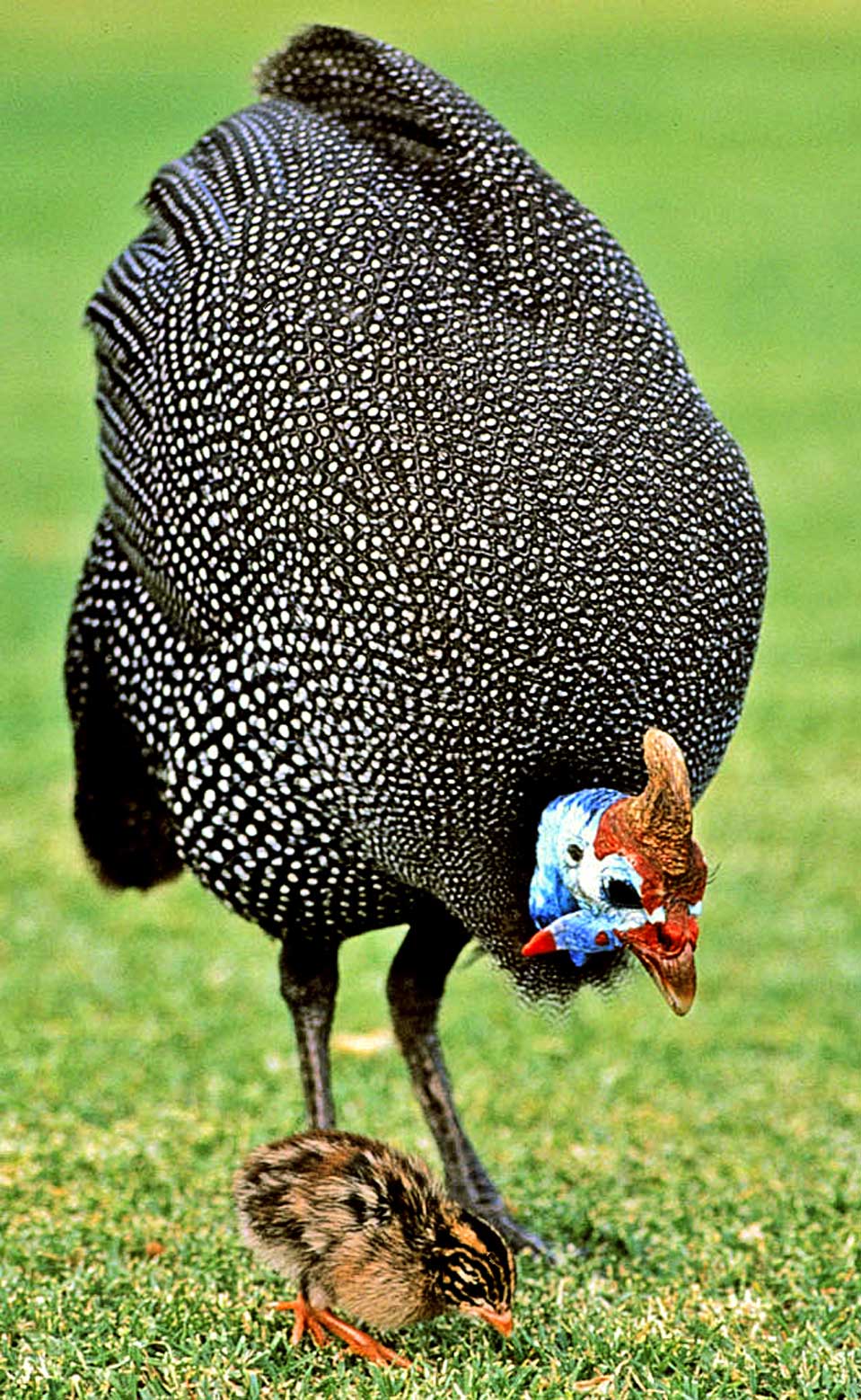 Ein Helmperlhuhn mit seinem Küken. Die Helmperlhühner laufen frei und finden sich auch in unserem Garten.