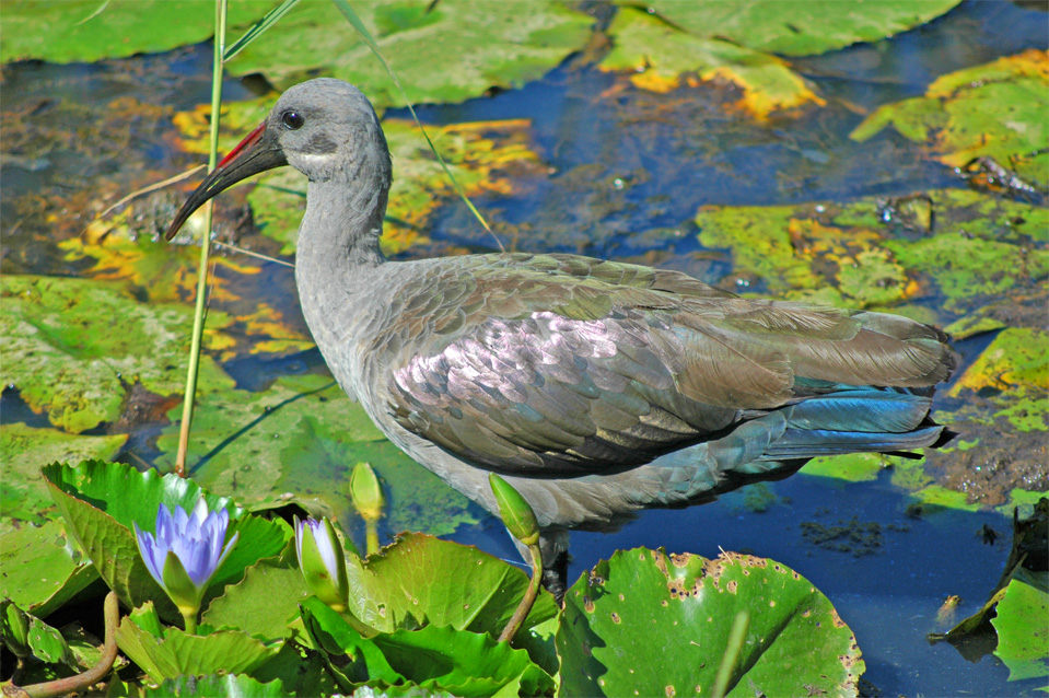 Ein Ibis mit seinem langen Schnabel. Sie können unglaublich laut schreien und wecken einen zum Sonnenaufgang.