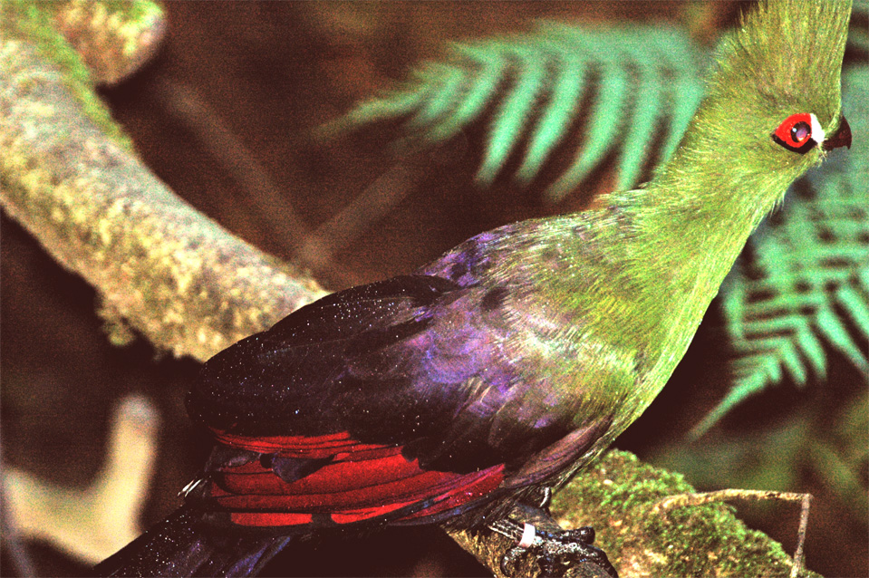 The Knysna Lourie has got a blood-red plumage at the underside, unfortunately you see it only if the Lorie fly.