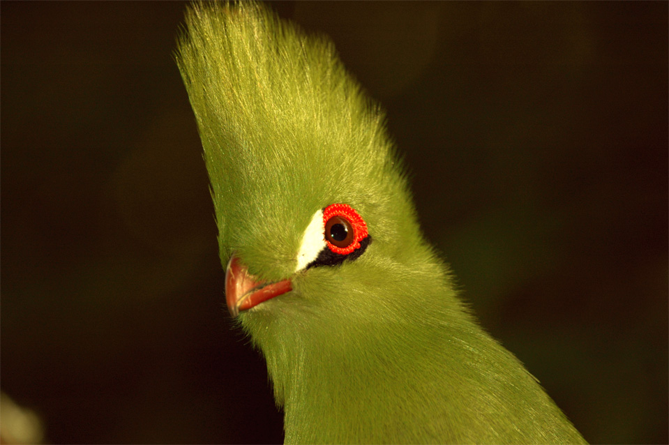 A colourful Knysna Turaco or Knysna Lourie.