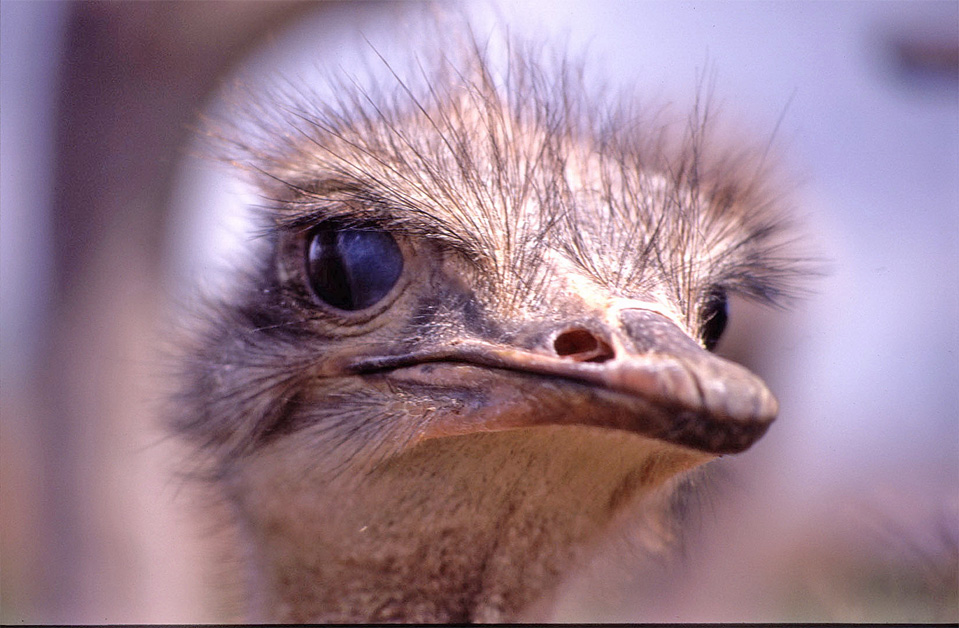 Ihn kennen wir alle den Vogel Strauß.