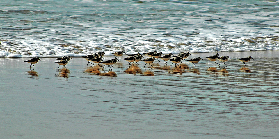 Sanderlinge auf Nahrungssuche am Meer.