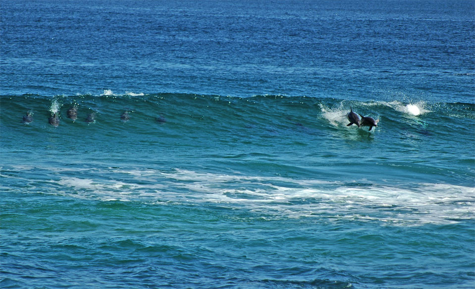 Dolphins - Plettenberg Bay