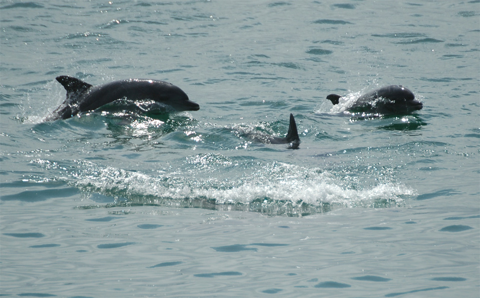 Dolphins - Plettenberg Bay