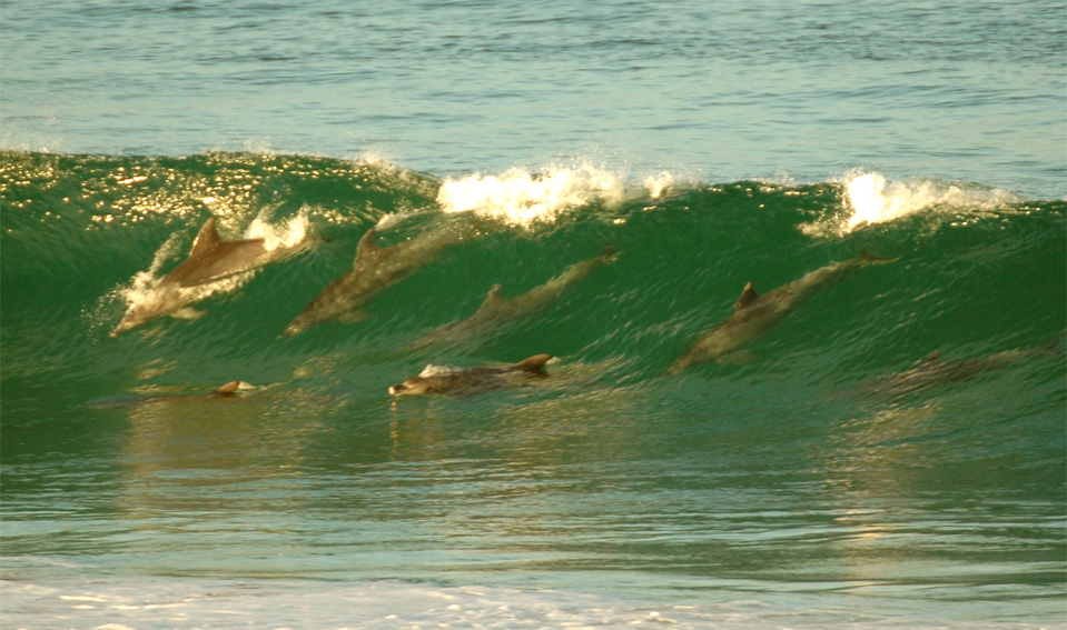 Dolphins - Plettenberg Bay