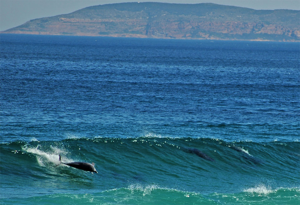 Dolphins - Plettenberg Bay