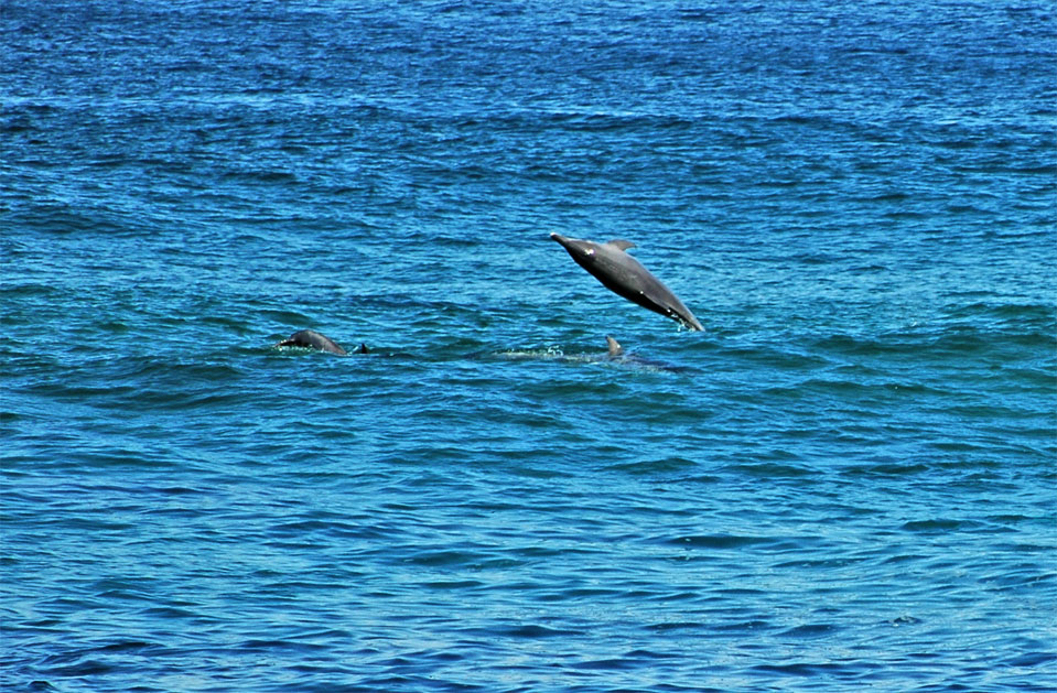 Dolphins - Plettenberg Bay