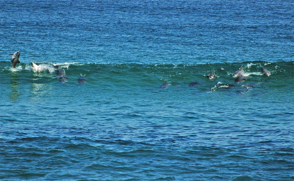 Dolphins - Plettenberg Bay