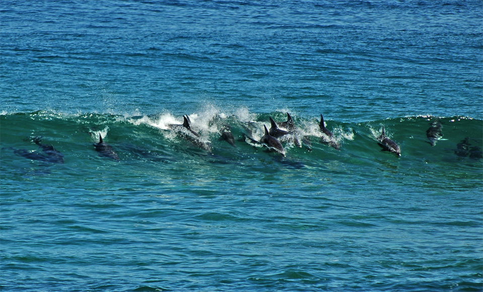 Dolphins - Plettenberg Bay