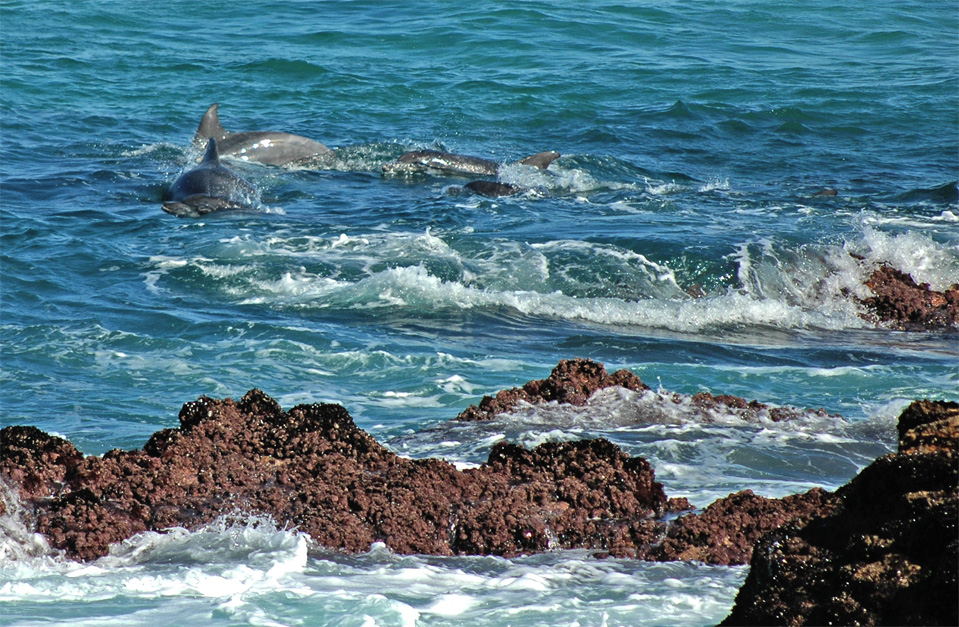 Dolphins - Plettenberg Bay