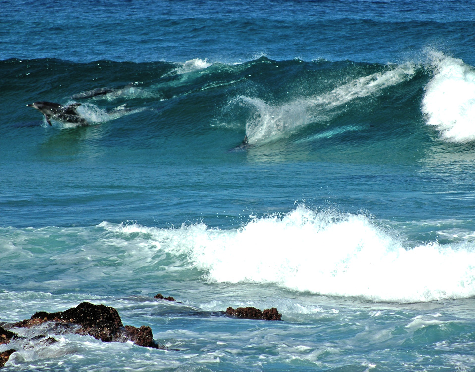 Dolphins - Plettenberg Bay