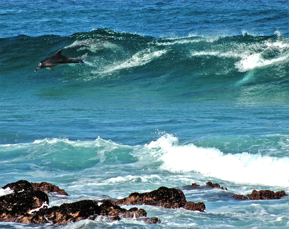 Dolphins - Plettenberg Bay