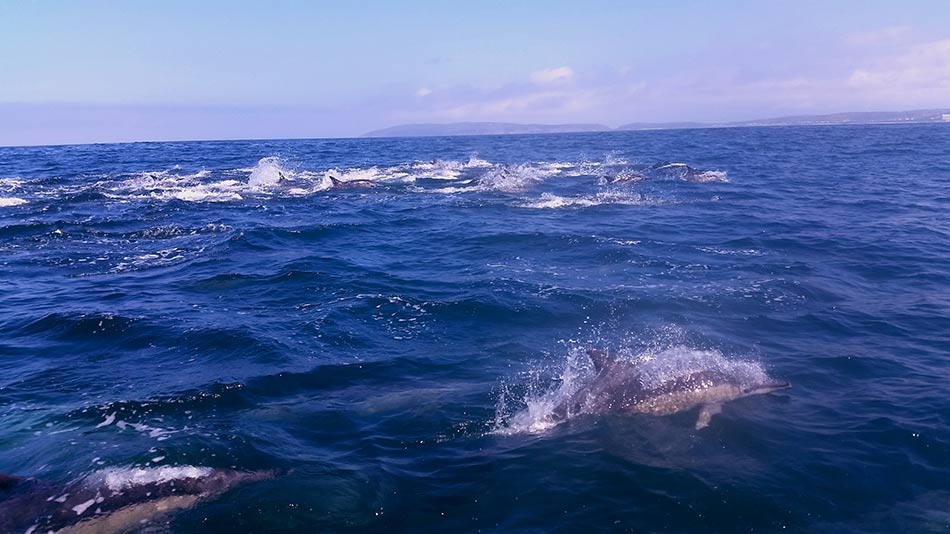 Dolphins - Plettenberg Bay