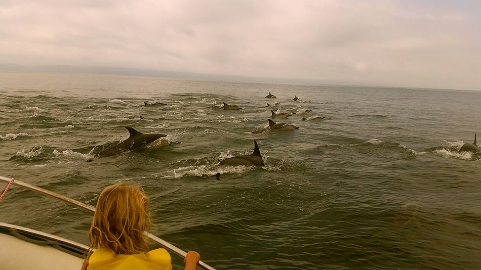 Dolphins - Plettenberg Bay