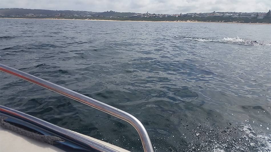 Dolphins - Plettenberg Bay