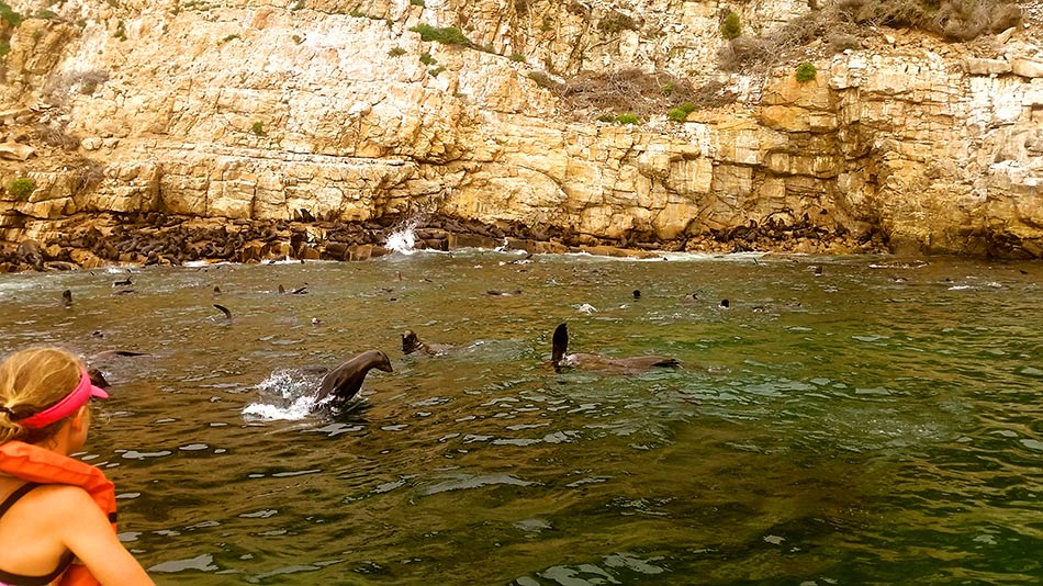 Dolphins - Plettenberg Bay