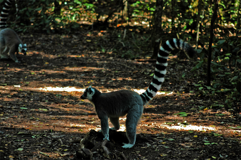 Der Katta (Lemur catta).