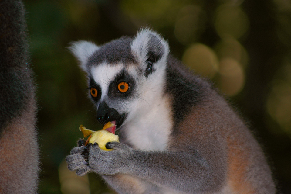 Der Katta (Lemur catta).