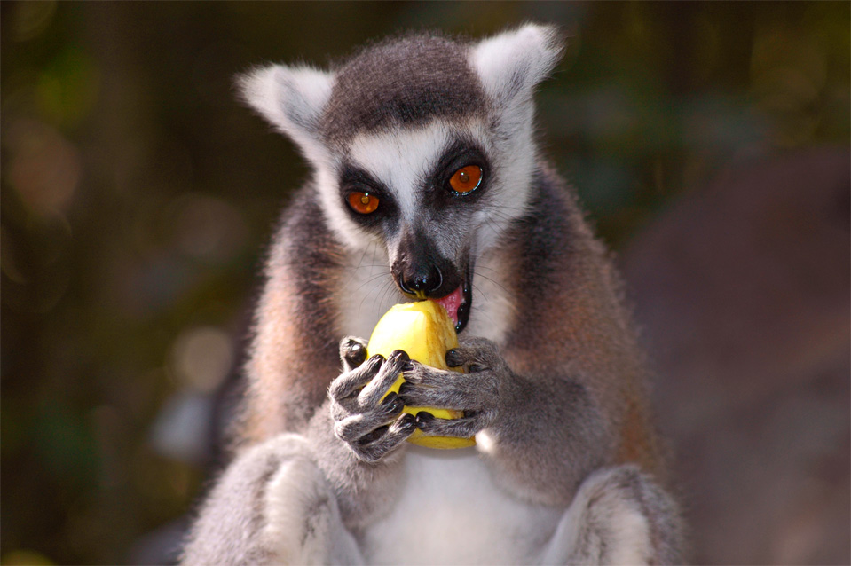 Der Katta (Lemur catta).