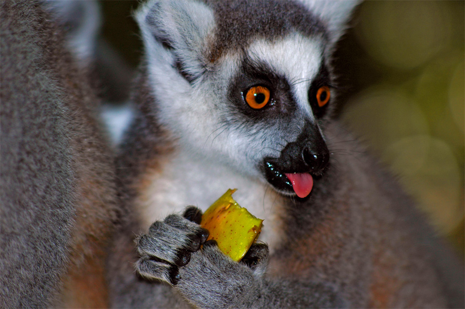 Der Katta (Lemur catta).