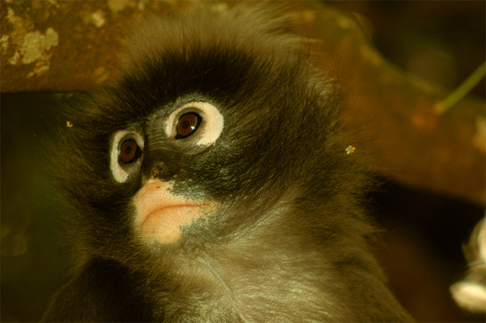 Der Südliche Brillenlangur (Trachypithecus obscurus).