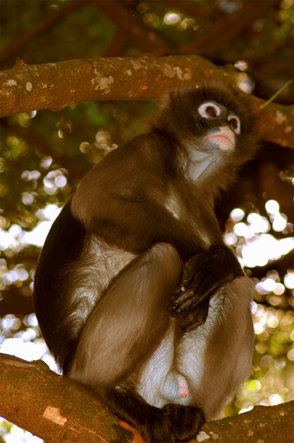 Der Südliche Brillenlangur (Trachypithecus obscurus).