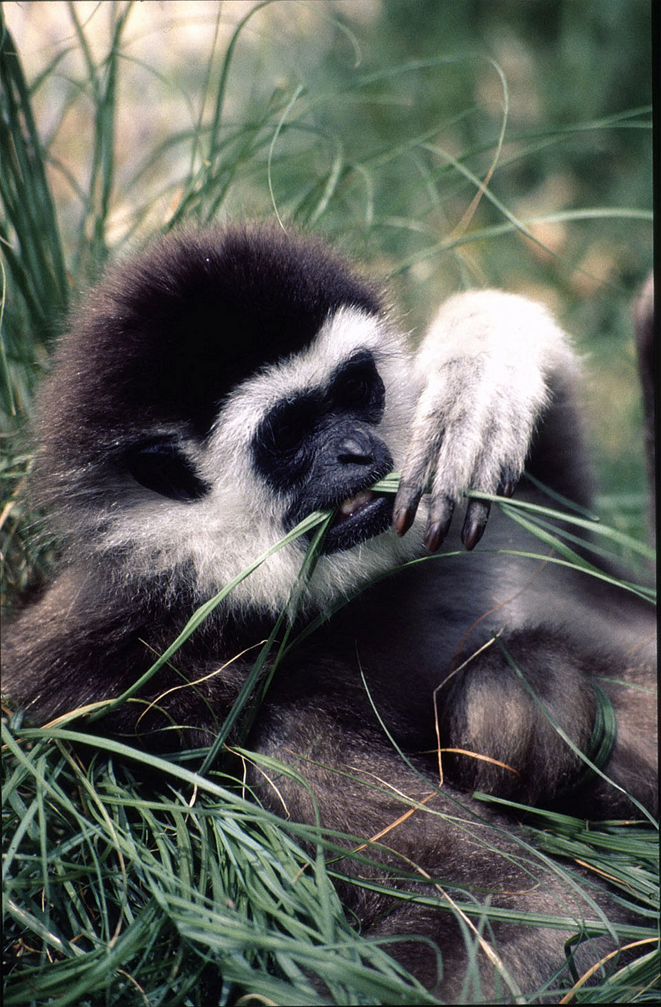 Der Weißhandgibbon oder Lar (Hylobates lar).