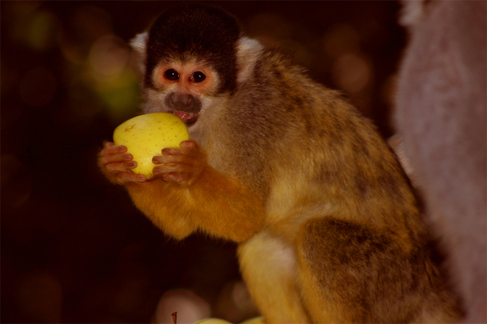 The Squirrel Monkeys (Saimiri boliviensis).