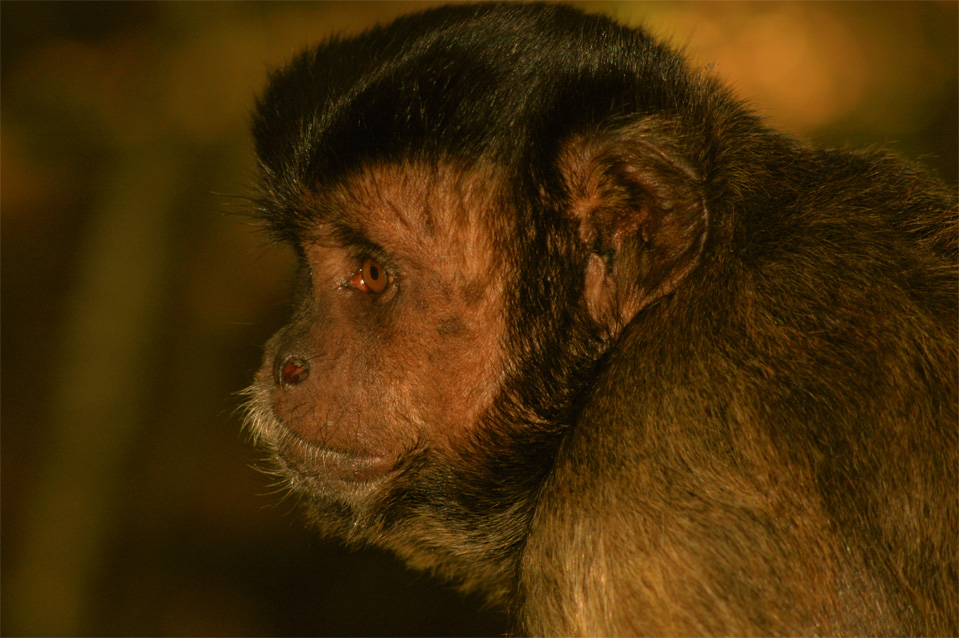 Der Braune Kapuziner (Cebus olivaceus).