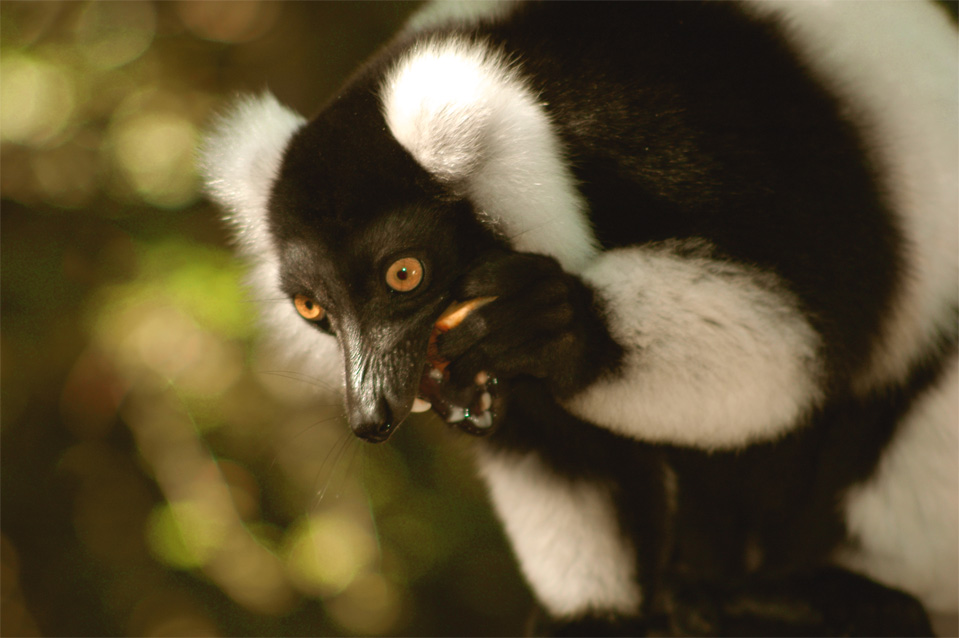 Black & White Ruffed Lemurs (Varecia variegata variegata).