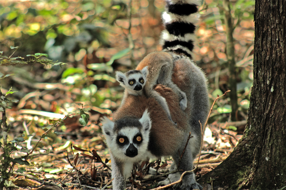 The Katta kid feel visibly fine on the back of its mom.