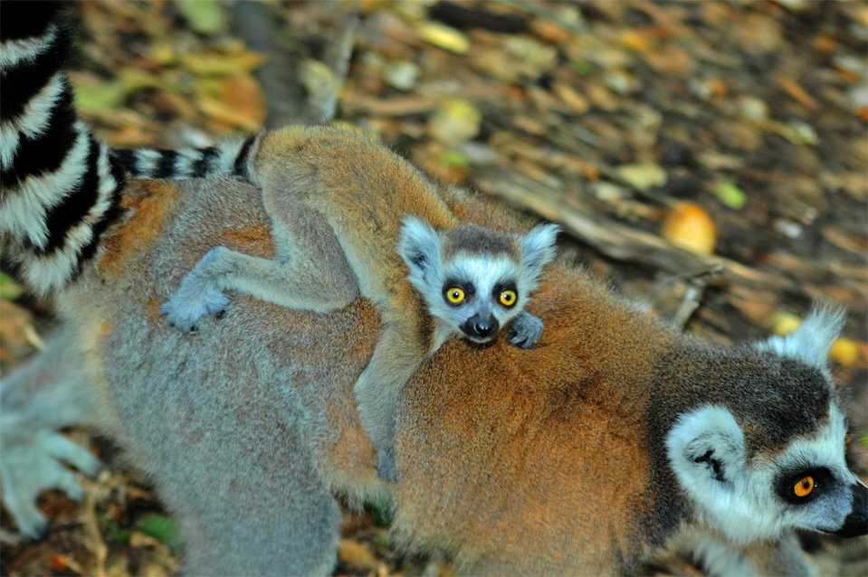 Ein kleiner Baby Katta Lemur reitet bei der Mutter auf dem Rücken.