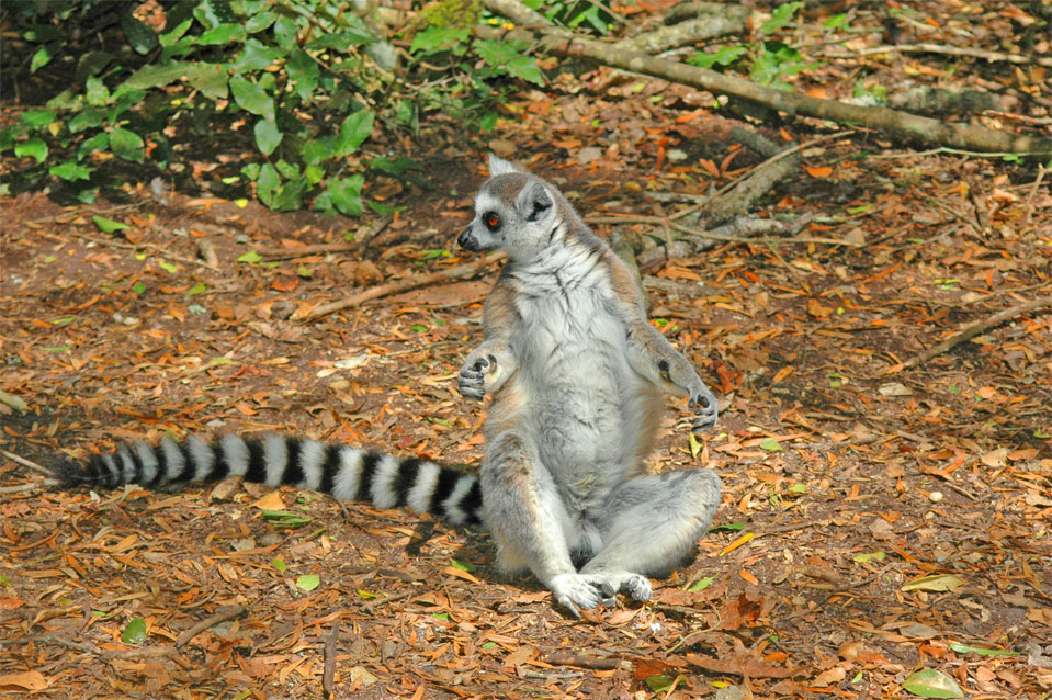 Ein Katta (Lemur catta) in seiner typischen Sitzhaltung! Wie ein meditierender Buddhist.