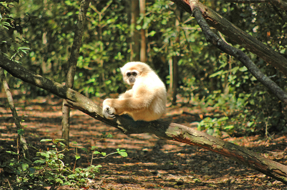 Ein schöner Weißhandgibbon oder Lar Gibbon (Hylobates lar) sitzt auf einem Baumstamm.
