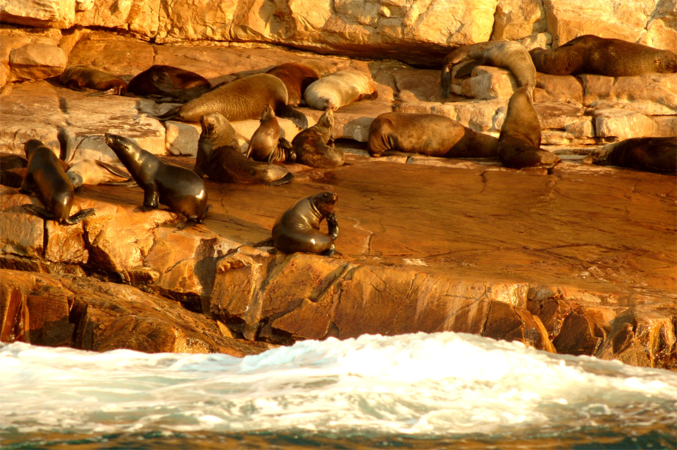 Robberg Nature Reserve - Plettenberg Bay