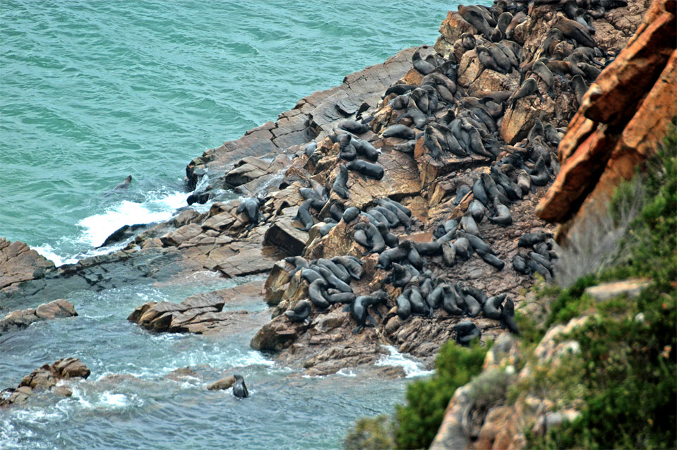 Bei einer Wanderung im Robberg Nature Reserve kann man die Seebären Kolonie gut von oben beobachten.