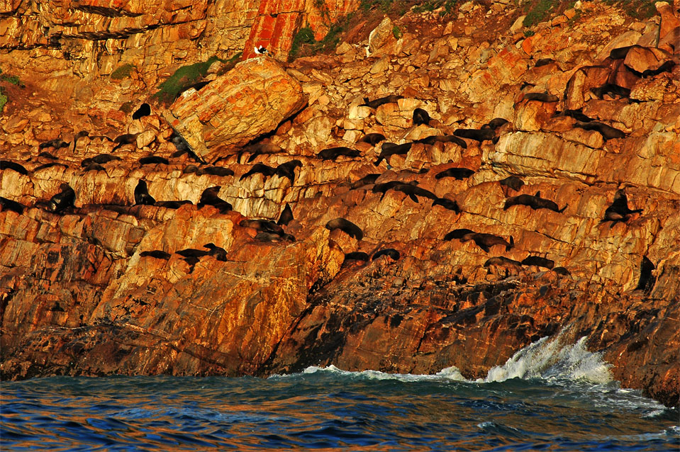 Bei einer Bootstour kann man gut beobachten, wie die Seebären in den Felsenwänden unglaublich gut klettern