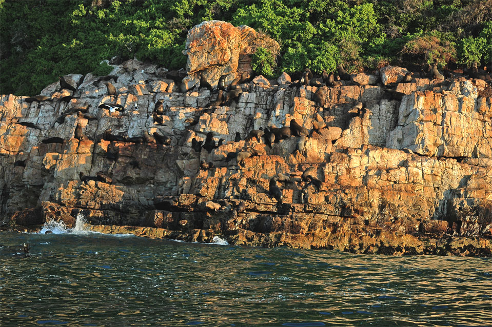 The fur seal climb up easily even a steep wall of rock.